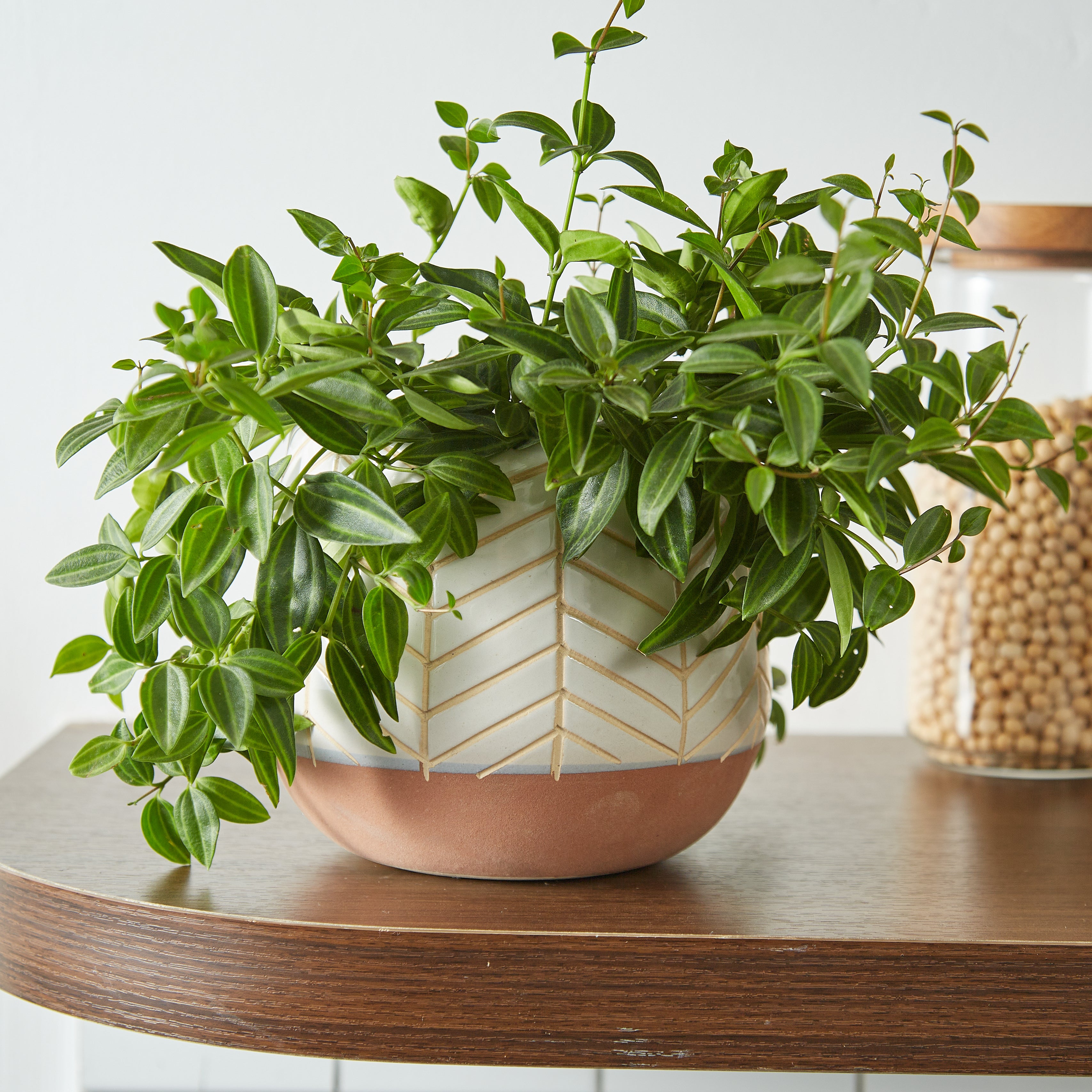 decorative ceramic pots for indoor plants Geoluxe Ceramic Planter – GomQ