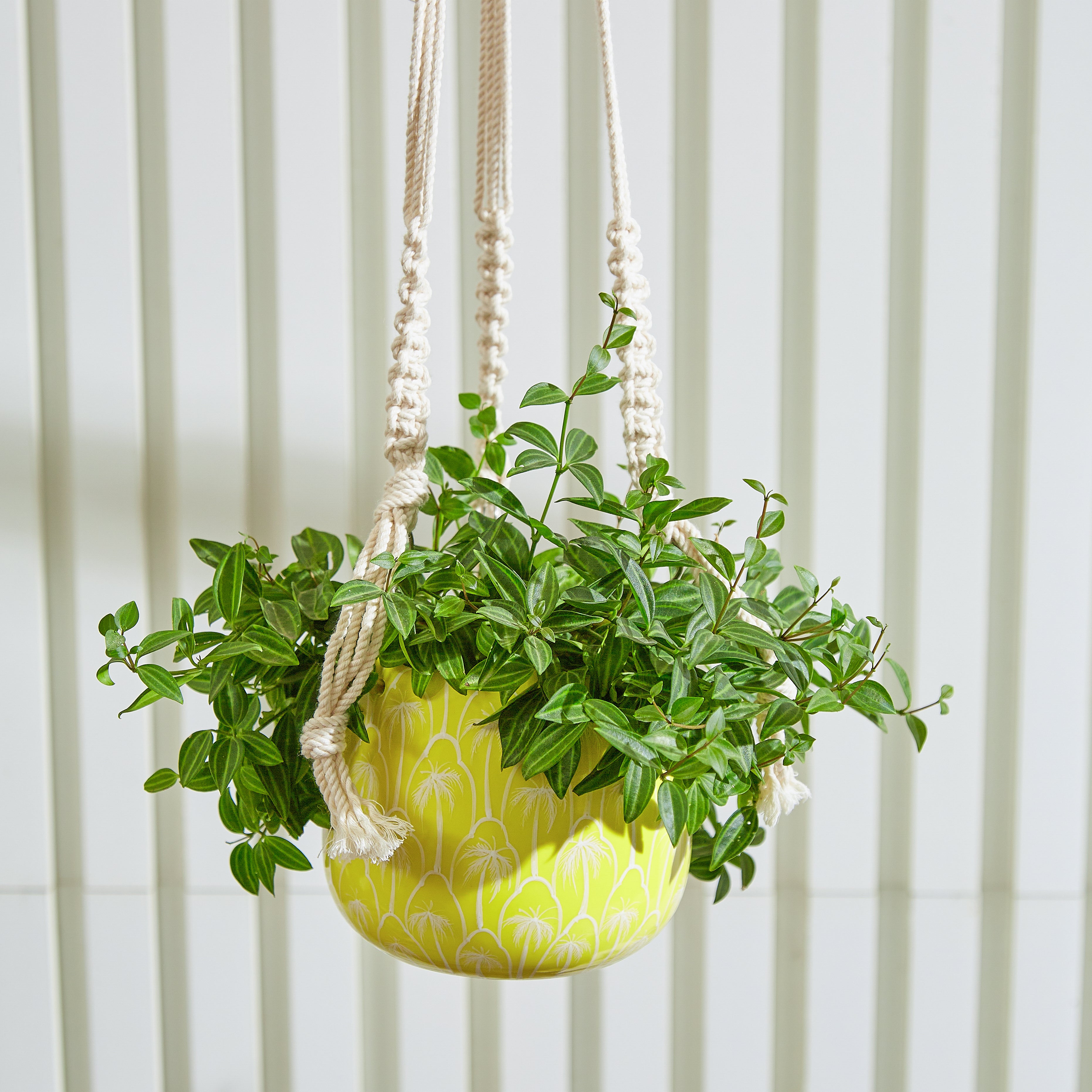 Hanging Planter - Macrame Plant Hanger - 5 inch planter - Drainage Hole