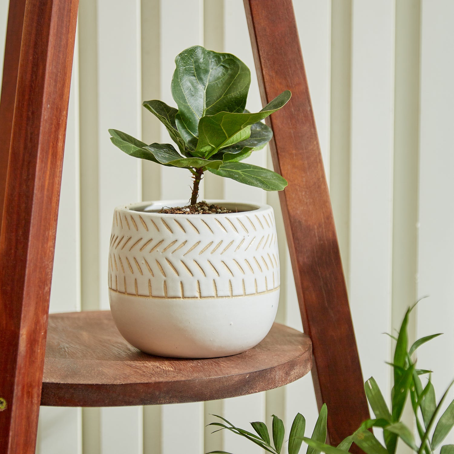 decorative ceramic pots for indoor plants Vitruvian Ceramic Planter – GomQ