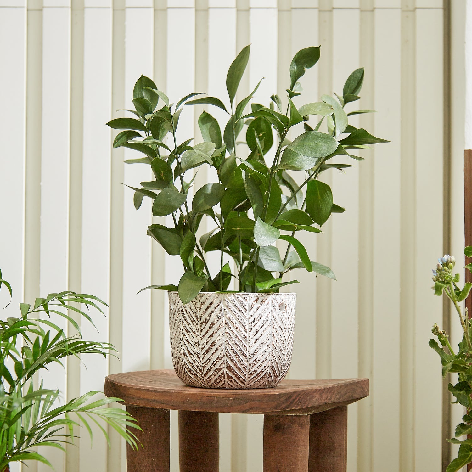 macrame plant hanger white White-washed Hanging Planter with Macrame Plant Hanger – GomQ