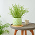 Tabletop planter - office planter - decorative planter - Green Ceramic Planter