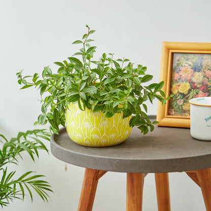 Tabletop planter - office planter - decorative planter - Yellow ceramic planter