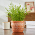 Tabletop planter - office planter - decorative planter - Terracotta Planter with Saucer